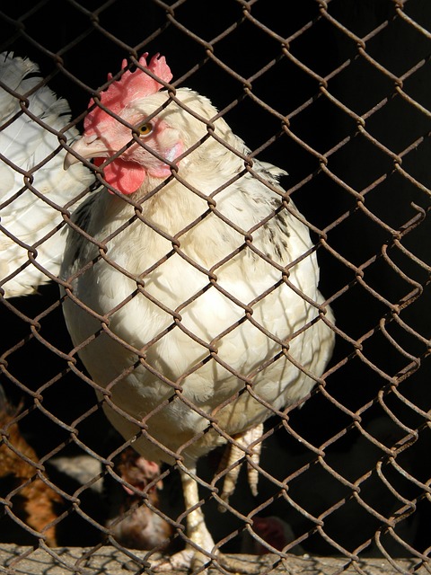 他將能夠成 他將能夠成