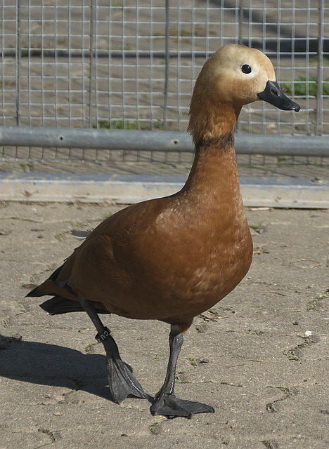 莱德